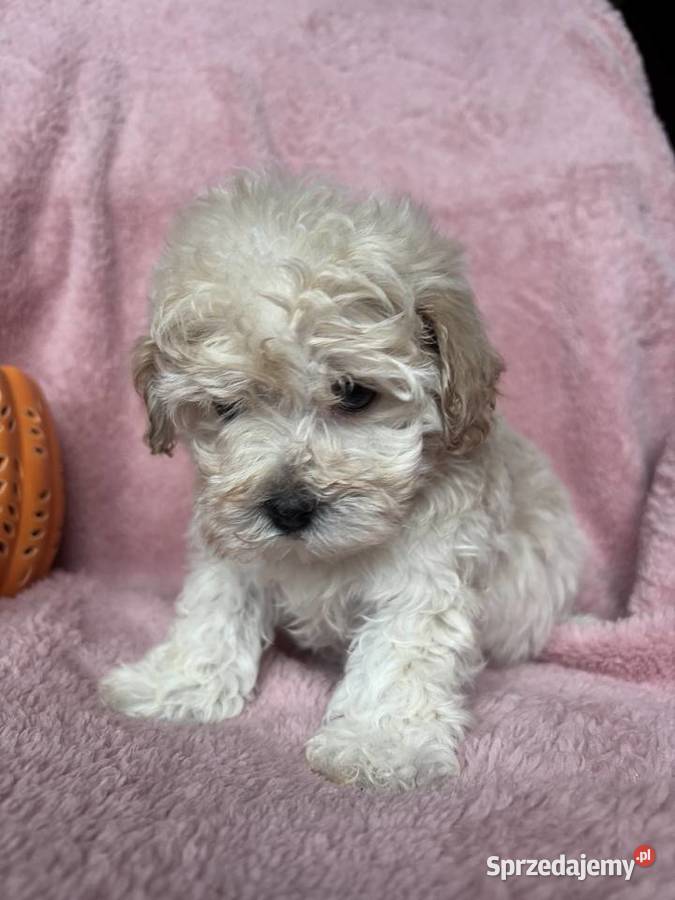 Maltipoo piesek F1 biszkoptowy śląskie Częstochowa sprzedam