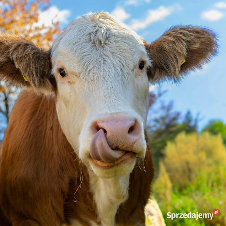 Dezosan 250 Profesjonalna dezynfekcja ściółki Lidzbark Warmiński