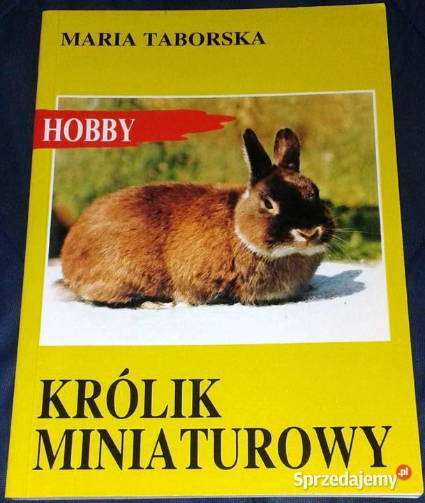 Królik miniaturowy Maria Taborska lubelskie Chełm