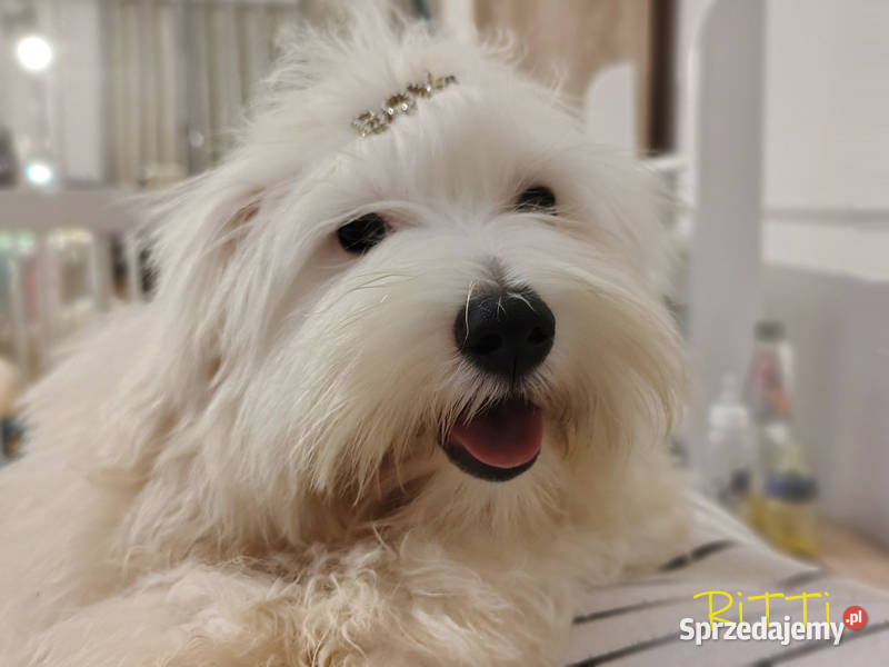 SAMIEC biały piesek Coton De Tulear szczenię Pozostałe