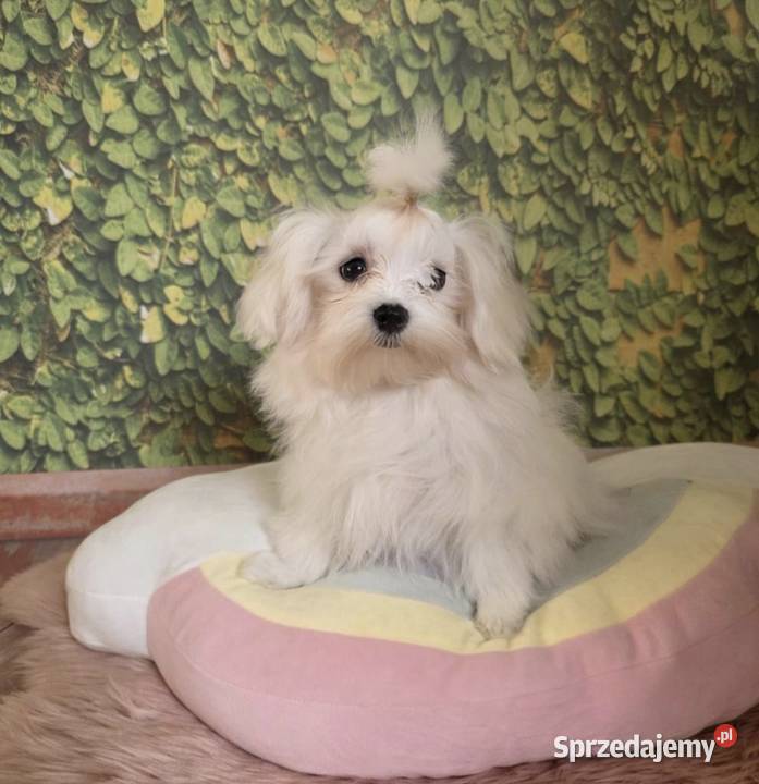 Suczka Maltańczyk z rodowodem FCI Chełm