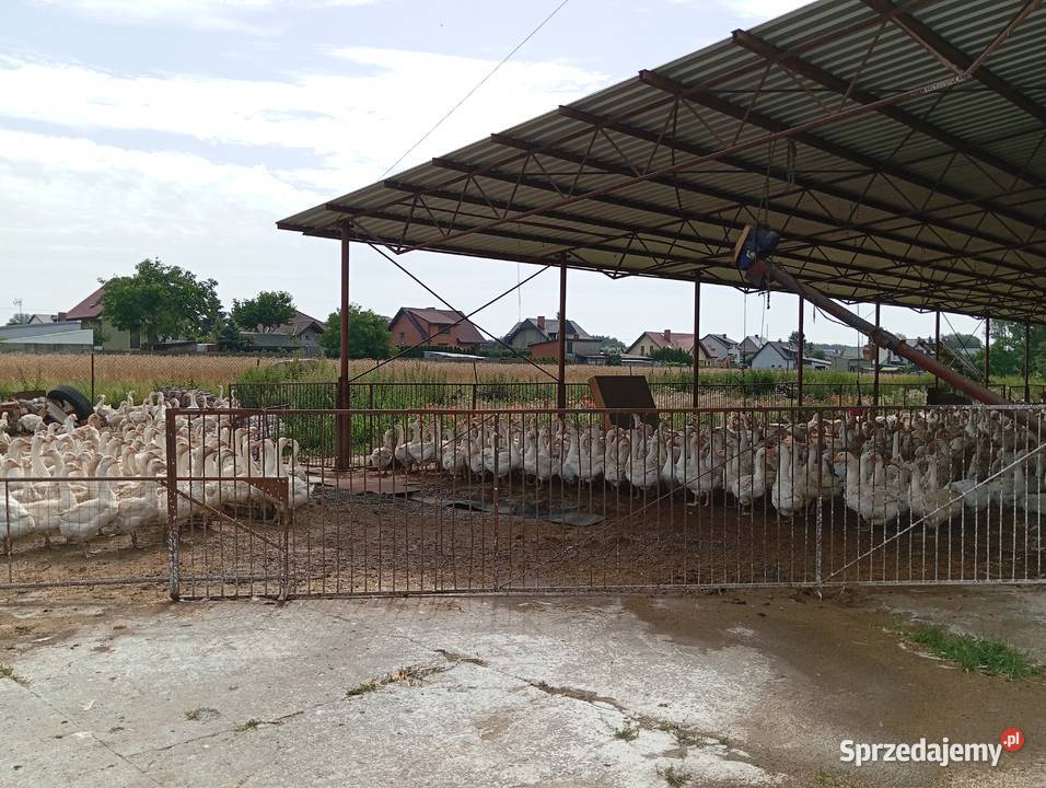 Do wynajęcia obiekt hodowlany 1000m2 silosy