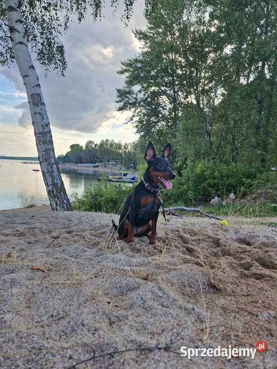 Pinczer Miniaturowy ZKwP FCI szczenięta