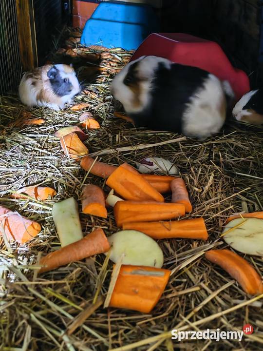 Sprzedam Świnki morskie Wólka Zastawska