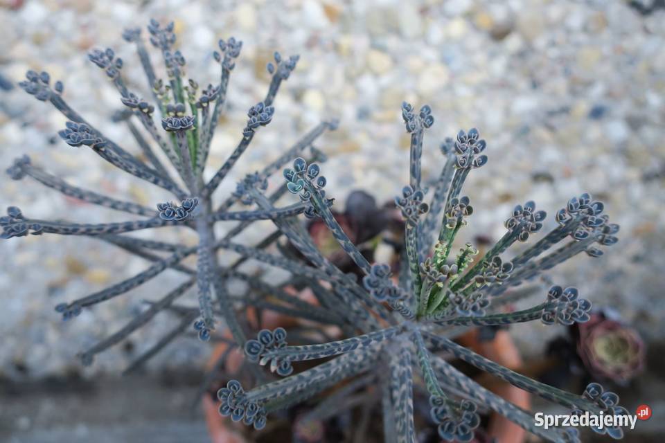 Kalanchoe tubiflora Żyworódka wąskolistna Milanówek