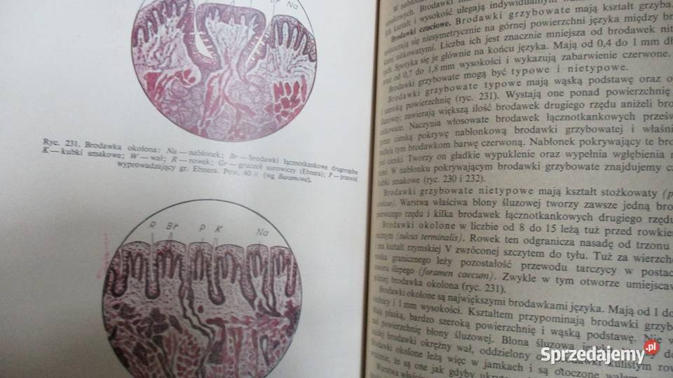Histologiapodręcznik studentów i lekarzyZweibaum Łódź