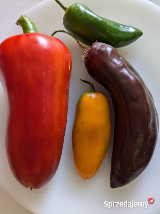 Nasiona Papryka Pomidory Ogórkiwarzyea kolekcja Rośliny Kraków