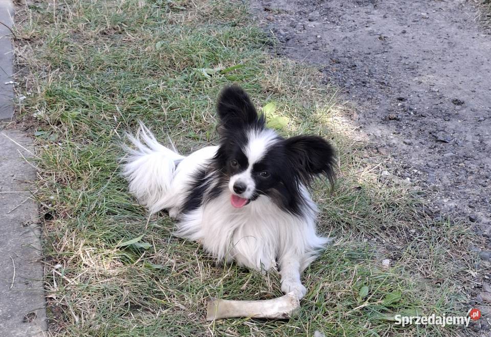 Spaniel kontynentalny Papilon