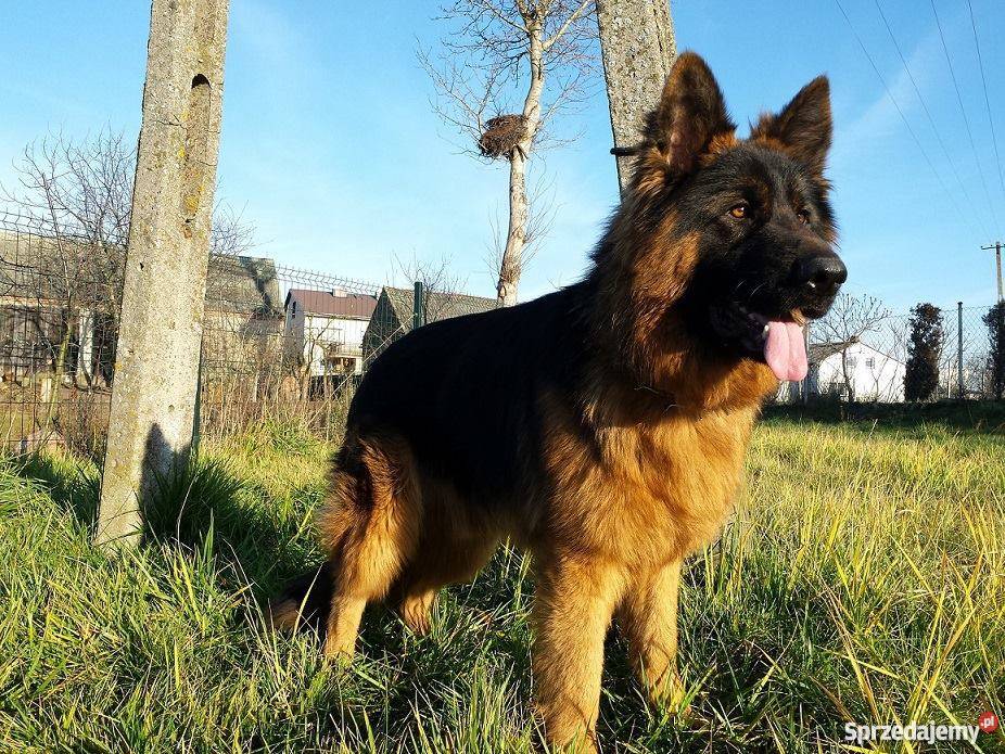 Okazja Roczny owczarek niemiecki długowłosy