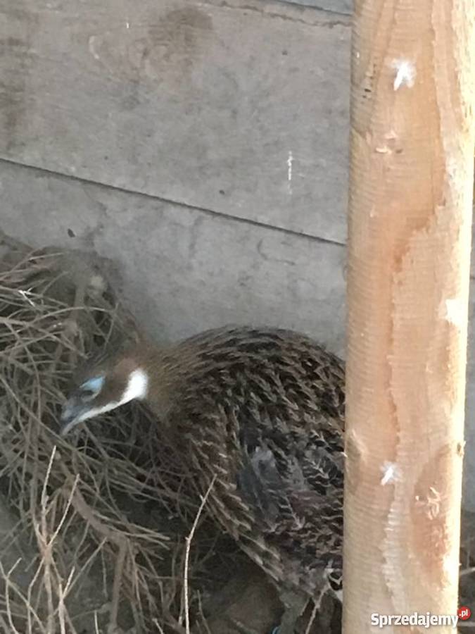 Olśniaki himalajskie Działdowo