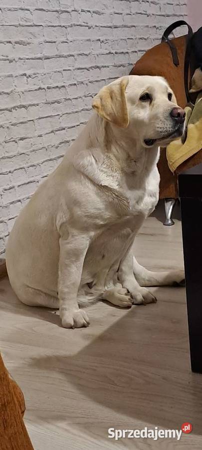 Labrador retriever zapowiedz miotu 2026r Pasztowa Wola