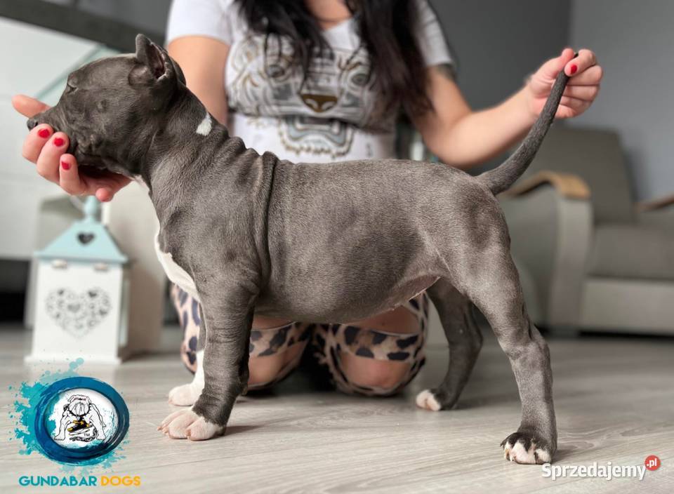 American Bully ABKC Gundabar Dogs suczka wielkopolskie