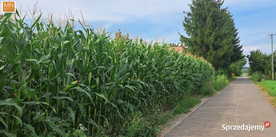 sprzedaży gruntu Piotrowice 1690m2 kanalizacja małopolskie