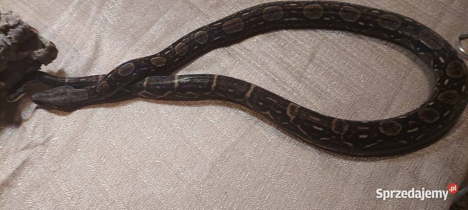 Boa Imperator Tychy