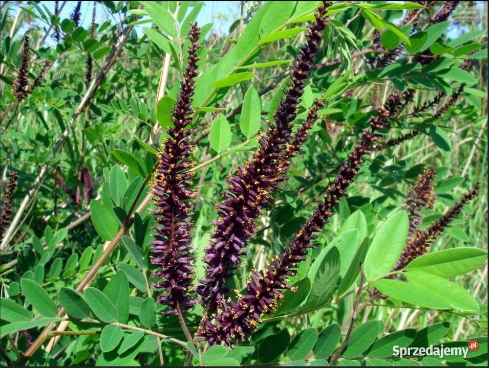 P11 AMORFA INDYGOWIEC MIODODAJNA AMORPHA Miedźna