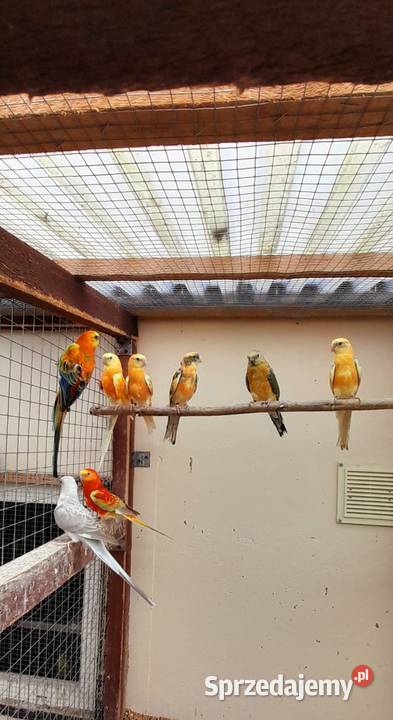 Sprzedam świergotki sprzedam