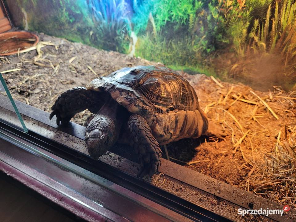 Żółw Obrzeżony wielkopolskie Objezierze