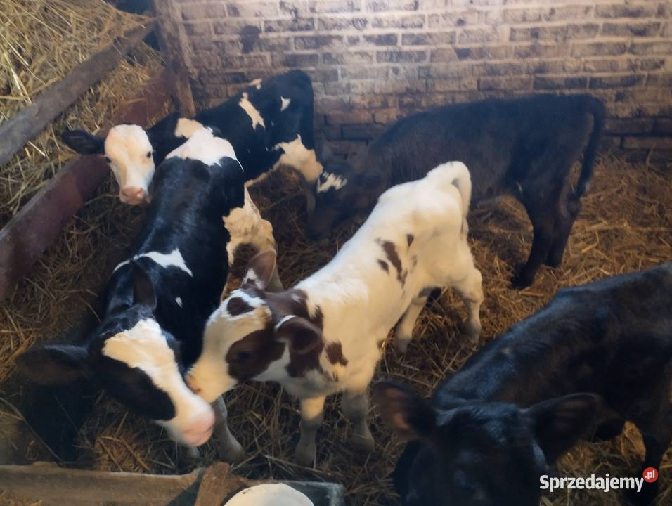 Sprzedam cielaki Parczew