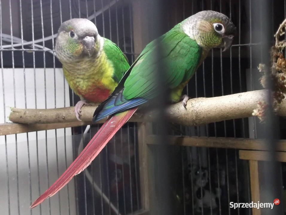 Sprzedam młode Rudosterki zielonolice