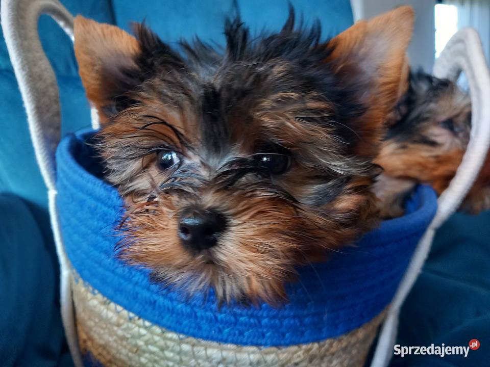 Yorkshire Terrier małopolskie Skomielna Biała