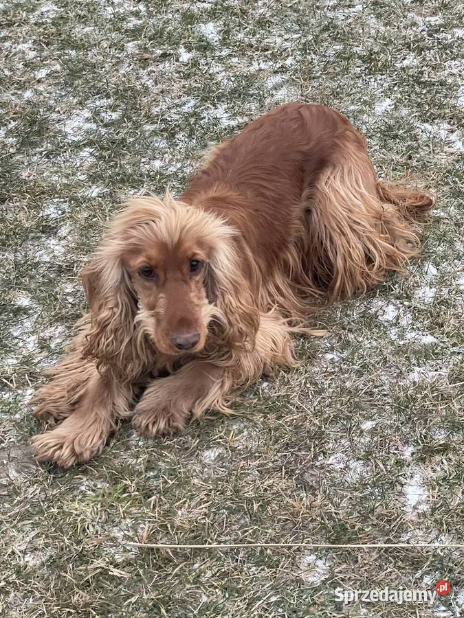 Cocker Spanielsuczka z rodowodem mazowieckie Grodzisk Mazowiecki