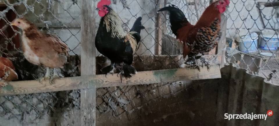 Sprzedam koguuty lubelskie