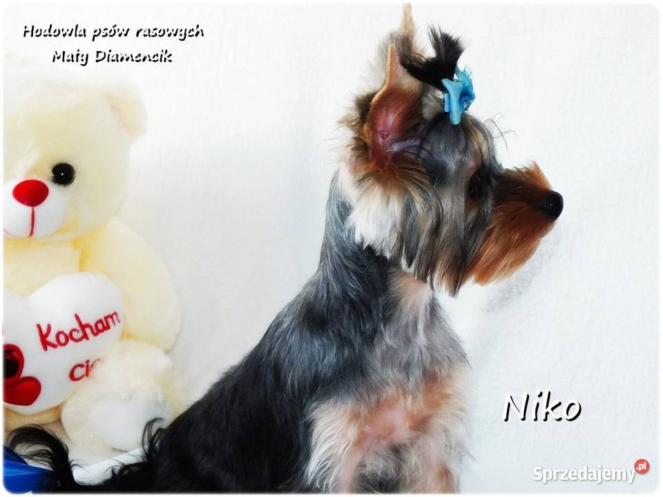 York Yorkshire Terrier Malutki Mini XS Piesek Żary