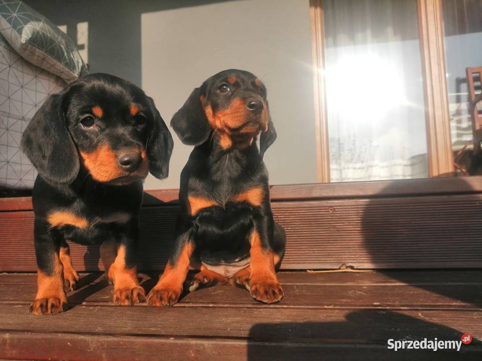 Szczeniaki Gończy słowacki kopov Jasło