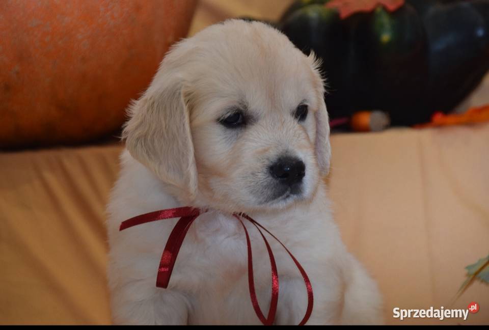 Szczenięta Golden retriever zkwp FCi Golden Retriever Łochów