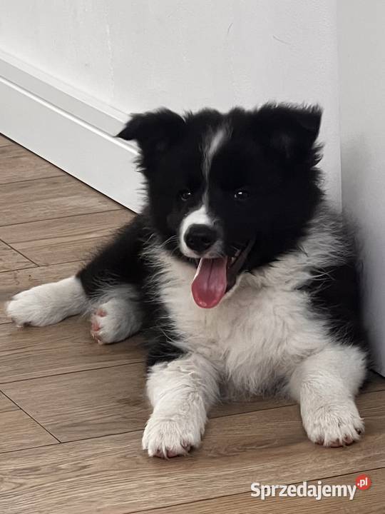 Piesek Border Collie FCIZKwP Zaniemyśl