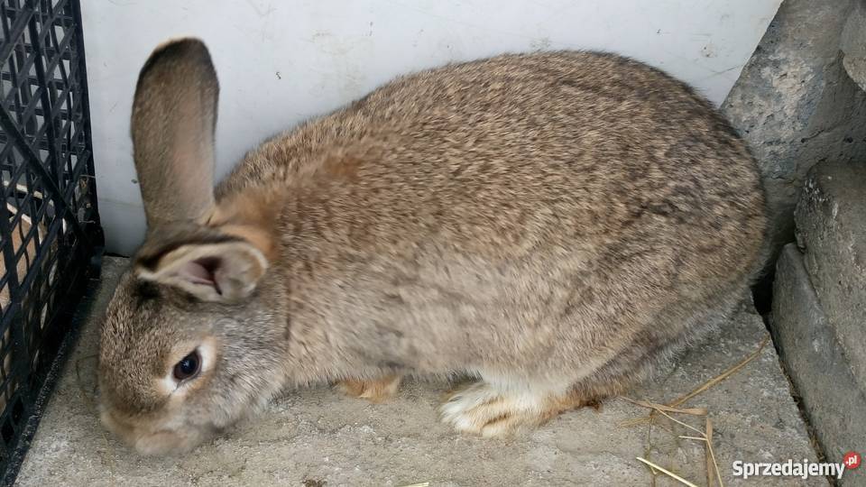 Samica królika króle Trzeboś sprzedam