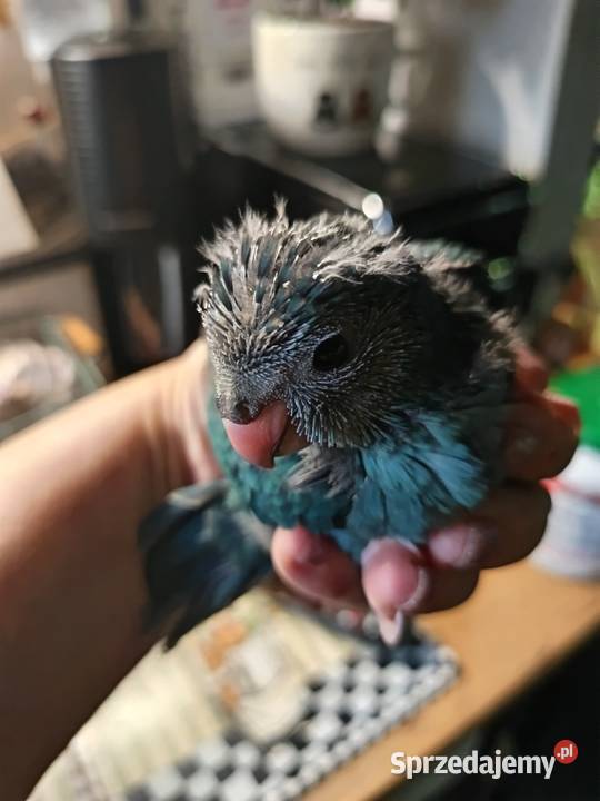 Papuga ręcznie karmiona oswojona mazowieckie Warszawa