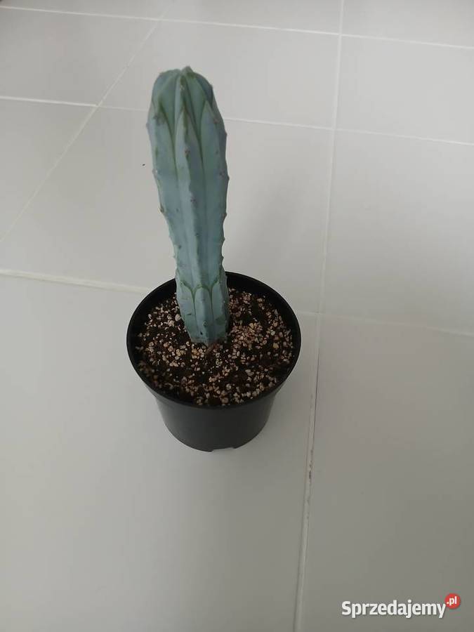Myrtillocactus geometrizans niebieski kaktus Częstochowa
