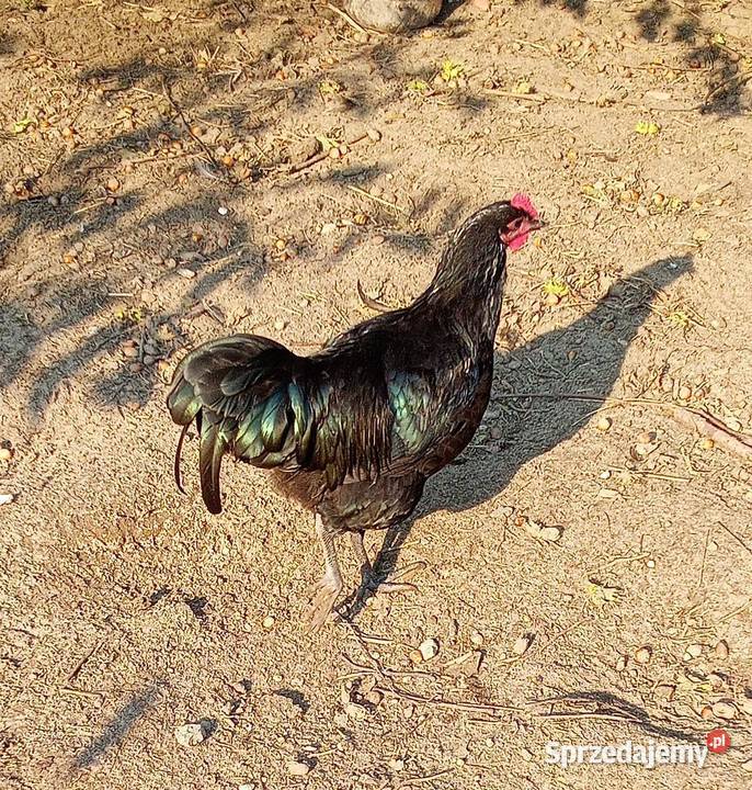 Koguty AUSTRALORP Wiechucice sprzedam