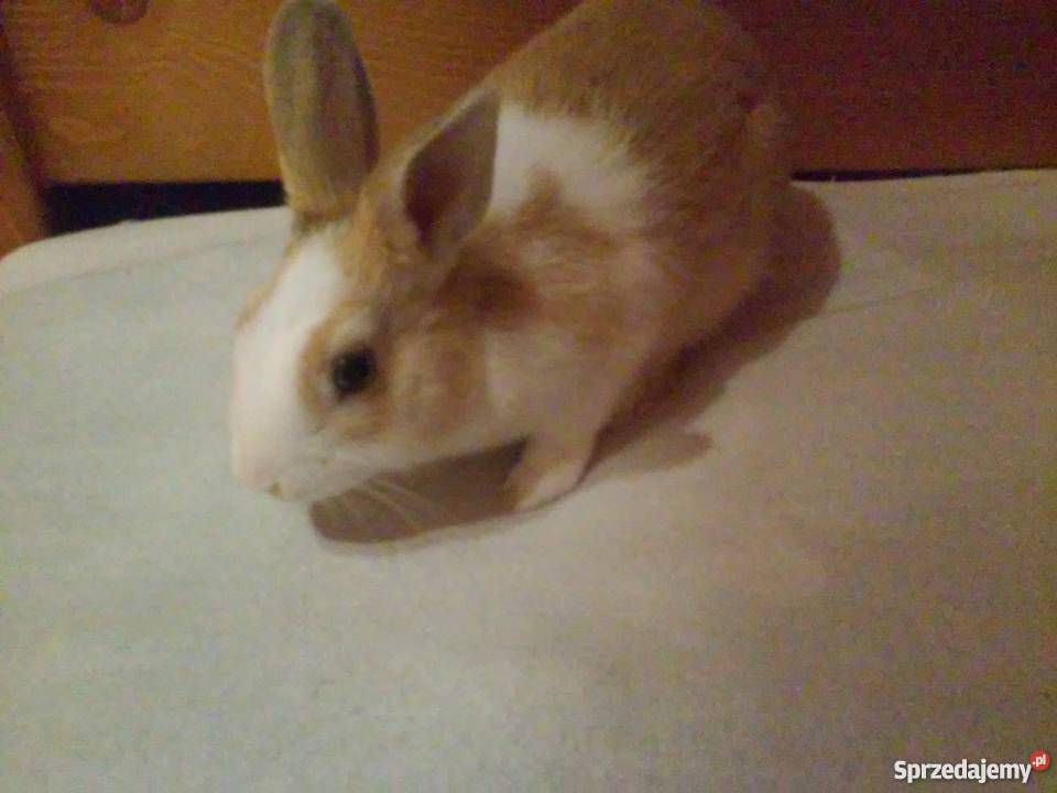 Krolik miniaturka sprzedam