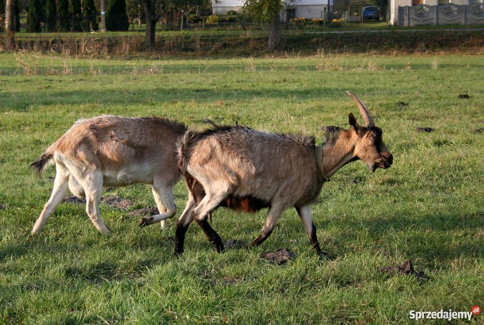 Kozy sprzedam Sędziszów