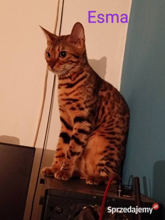 Sprzedam 2 śliczne Kotki Bengalskie Warszawa sprzedam