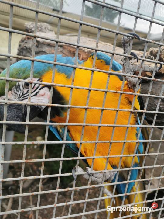 Ara Arauna Samiec 2023r Ary Rauna sprzedam