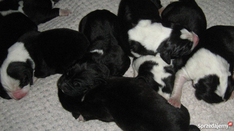 owczarek środkowoazjatycki czarne szczeiaki łódzkie Zelów sprzedam