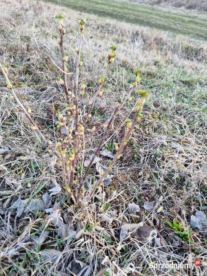 Sadzonka czarnej porzeczki podkarpackie Kupno