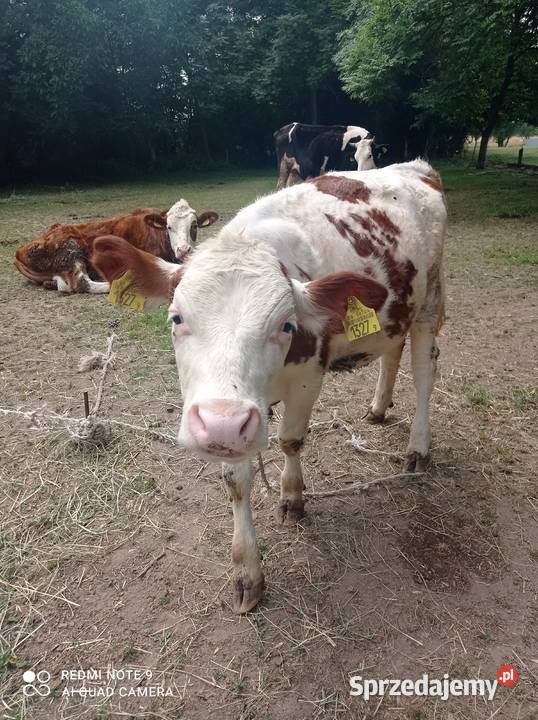 Sprzedam jałówki Chojnów