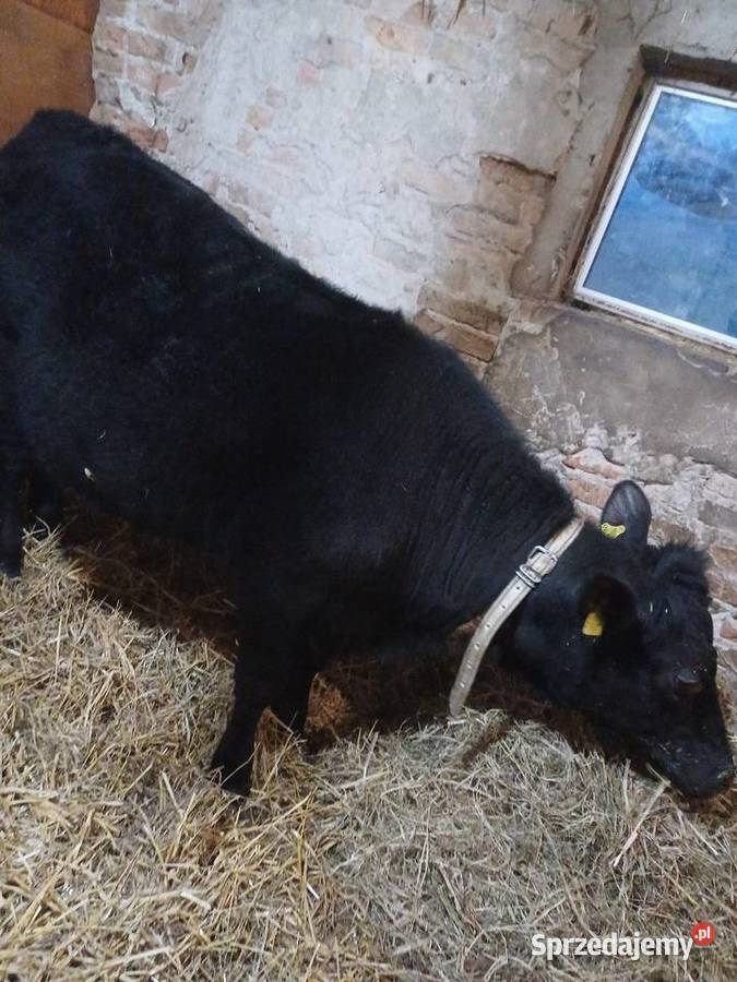 Sprzedam jałówkę Serokomla