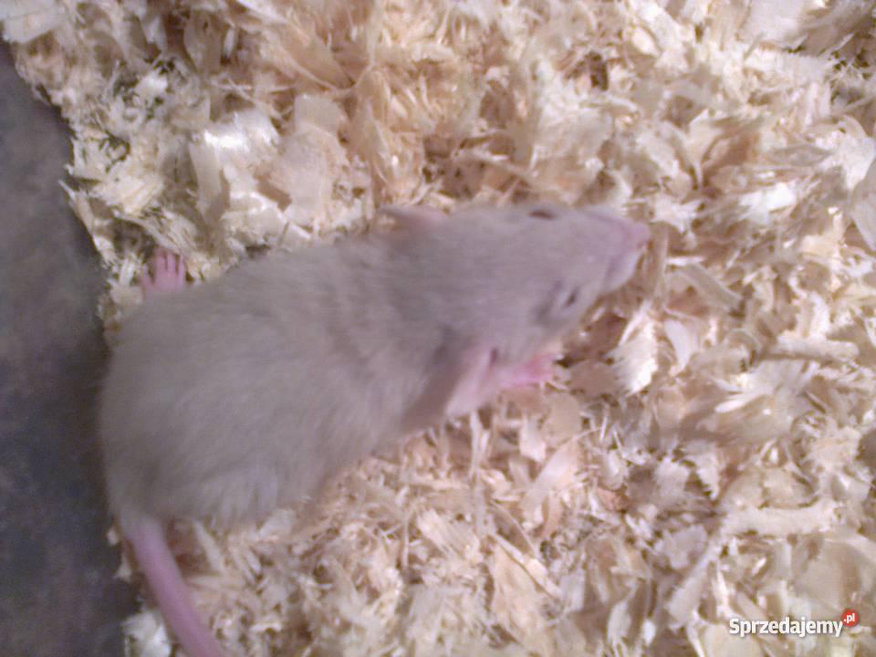 Szczury Dumbo Irish Rex i Standard Jastrzębie