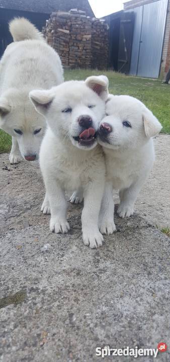 Akita Inu Głomsk