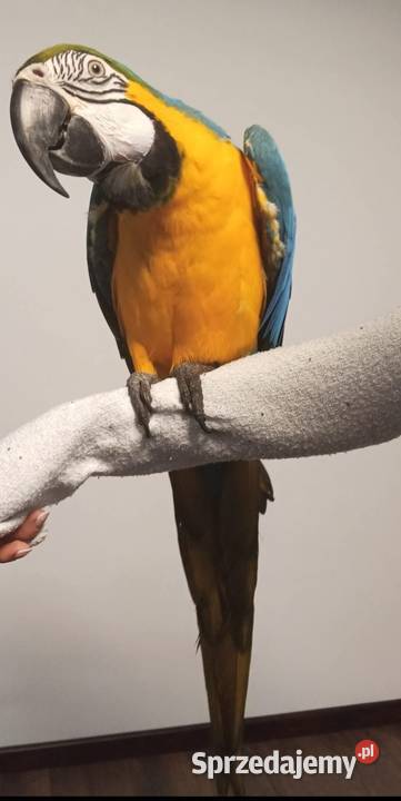 2 Ary ararauny Wadowice sprzedam