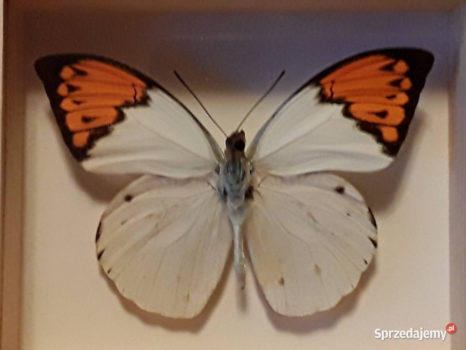 Motyl w ramce 12 x10 Hebomoia glaucippe Szczecin