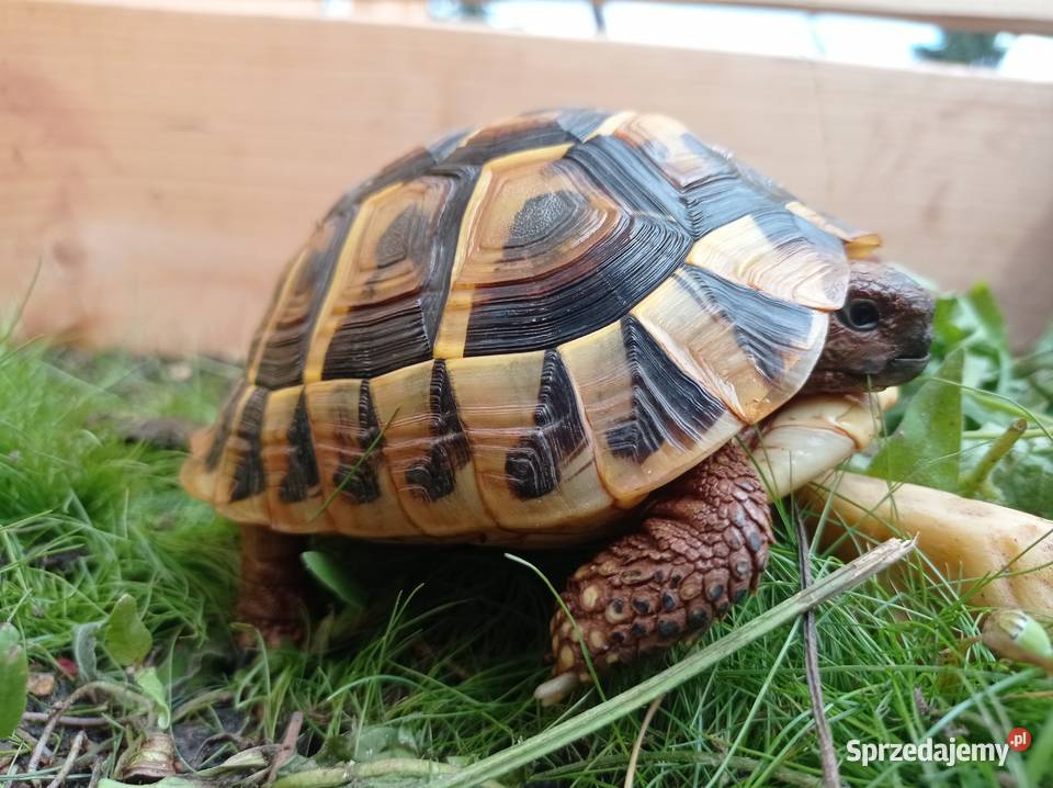 Zolw grecki samica zarejestrowany CITES 5 letni Gdańsk