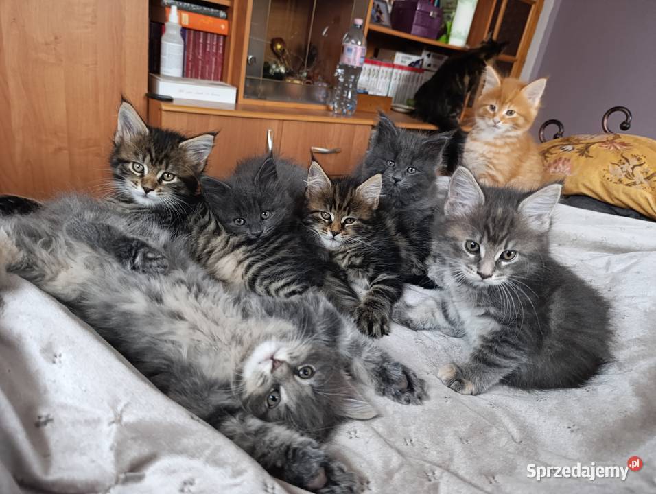 Maine coon kocięta lubelskie