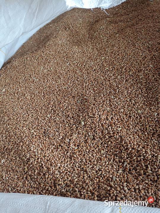 Pszenica ozima Ponticus Zboża małopolskie Wał-Ruda