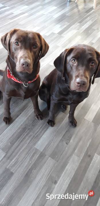 Sprzedam szczeniaki rasy Lablador kolor Liplas